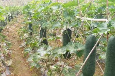 冬瓜老是掉瓜怎么办,最好在进入花期时便进行人工授粉