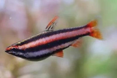 小型红铅笔鱼好不好养，饲养难度不高