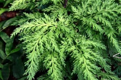 什么是卷柏,属于卷柏科复苏植物