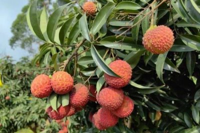 福建海带产地,是福建市的霞浦县