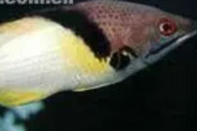 三色龙鱼好不好养,饲养难度较小