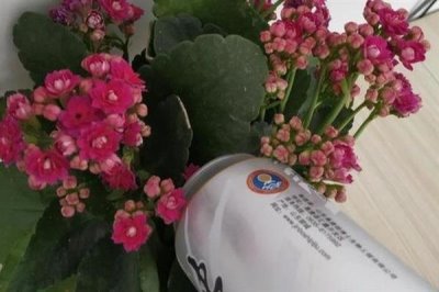 啤酒能浇花吗，稀释后可以浇花