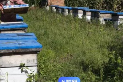 养蜂有没有补贴,取决于当地的政策