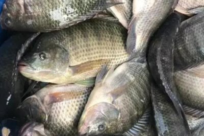 几号丸世朝天钩比较好用，垂钓鲫鱼适合使用3-5号钩