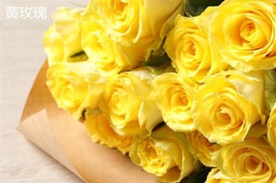 香槟玫瑰与黄玫瑰有什么区别,颜色、花语均不同
