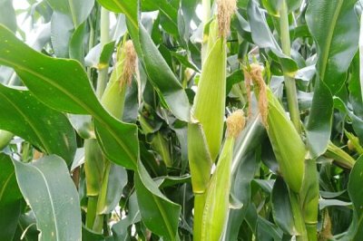 D507玉米品种简介,中熟品种