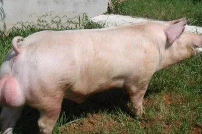 公猪和母猪的配种要点,授精后注意母猪的发情周期