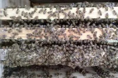 蜜蜂造脾的速度,因群势强弱、蜜源多寡等不同而不同