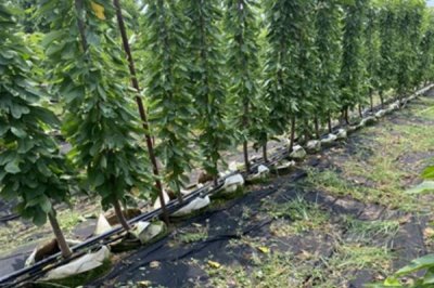 布鲁克斯樱桃苗的价格,不同地区的售价有较大差异