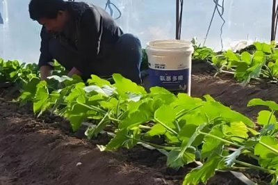 反季节蔬菜的施肥要点,应重施有机肥、合理选择肥料类型并确定用量