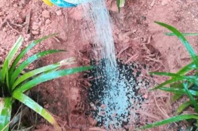 复合肥撒在地表多长时间会挥发,挥发时间与温度有关