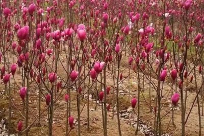 玉兰的种植技术,生长过程中需要充足的光照