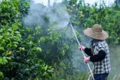 恶霉灵的作用,可提高作物生理活性且促进根的分蘖