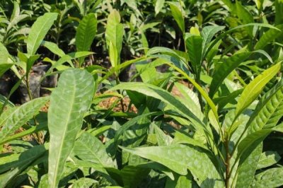 蛋黄果的种植技术，幼树期每隔月至少要施一次肥