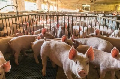 猪可以活多少年,正常寿命在二十年左右