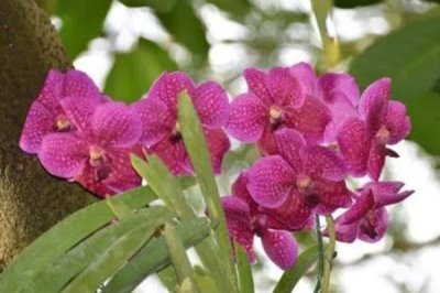 万代兰的养殖方法,一般采用高芽繁殖技术