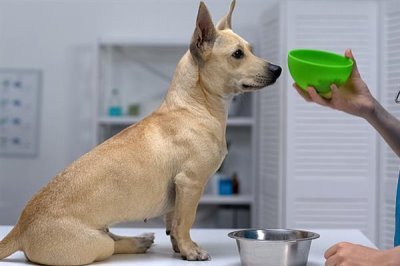 家里狗味太重如何去除，需定期清洗和消毒狗狗的用品