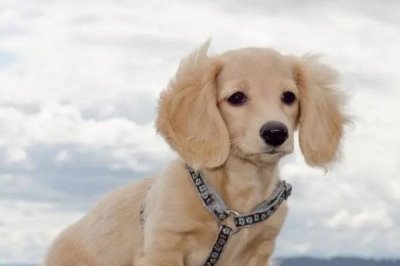 犬细小的症状，一种为心肌炎而另一种为肠炎