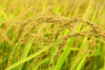 中国海水稻的种植面积，2024年年底已突破100万亩