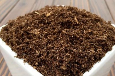 如何挑选天竺桂种子,颗粒饱满的当年新种更合适