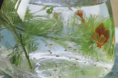 鱼缸50升水放多少盐,用盐不能超过150克