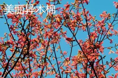 美丽异木棉和木棉的区别，科属、形态和习性均不同