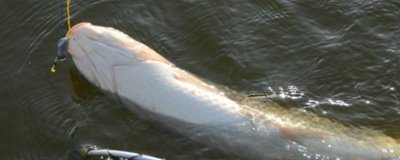 传统钓是什么,泛指除台钓和路亚钓外的其他钓法