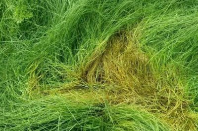 鼠茅草的产地,北美退化草原是主要分布区