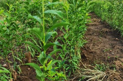 樱桃苗木的价格,因苗龄、产地、品种等条件而异