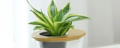 水培虎皮兰如何快速生根,刚上盆养护的小苗需要经常换水