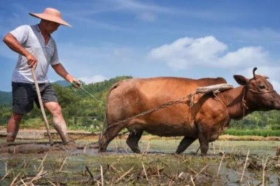 传统农业和现代农业的区别，经营目标、技术含量等均不同