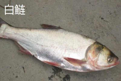 花鲢和白鲢的区别,花鲢两侧有黑斑、白鲢两侧呈银白色