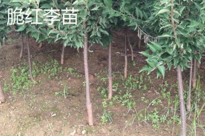 李子树苗有哪些好品种,蜂糖李、青脆李等品种均可选择