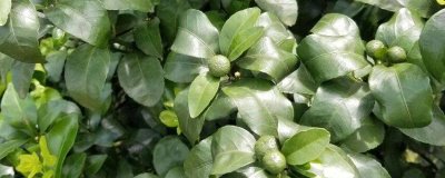 果树卷叶的原因，主要是缺少营养导致