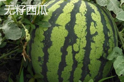 西瓜常见品种介绍,不同品种大小不一