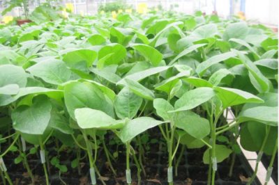 茄子苗盘育苗方法,将种子处理后再播种