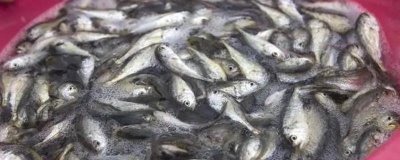 哪里可以购买黄鱼鱼苗,水产养殖市场有出售