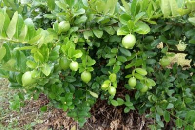 香水柠檬施肥方法，膨大期要频施磷钾肥