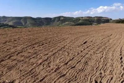 怎么种植柏子仁,需垄地开沟再播种