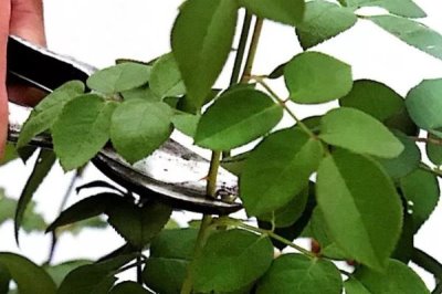 玫瑰的大田种植技术,常用分株繁殖