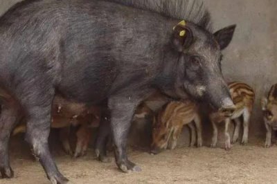 野猪的养殖方法,根据养殖场的规模来决定购买数量