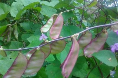 扁豆要种多久才能采收，种植后要2-3个月才能收获