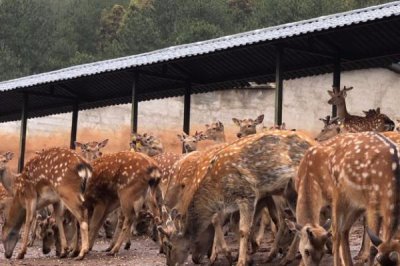 养殖梅花鹿有没有补贴,取决于当地的政策