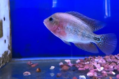 罗汉鱼的养殖技术,中性或稍弱酸性的水质为佳