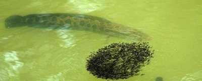 怎样判断河里有没有黑鱼，到了中午可沿着河岸观察