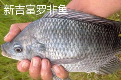 罗非鱼的品种,品种多为杂交培育而来的