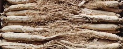 白参和西洋参有什么区别,产地、服用方法均不同