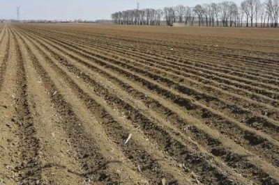 地瓜的高产种植技术,通常用直播