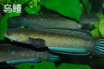黑鱼有哪些品种，是常见的肉食性淡水鱼类