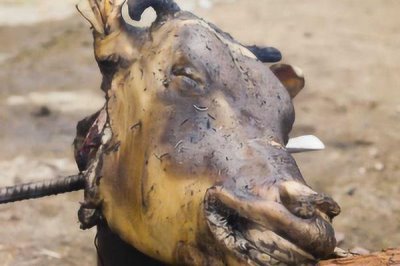 牛头去毛的正确方法,首先要用70℃的水浸泡